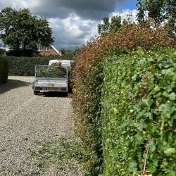 Nyklippet hæk i Køge